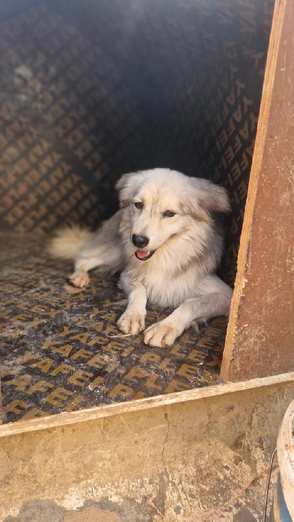 Yorgo, un tenero pelosetto Foto 2